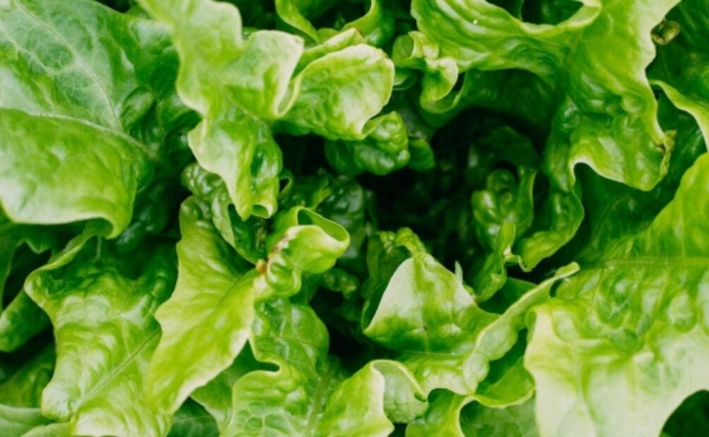 ¿Qué pasa si comes espinaca y lechuga todos los días?
