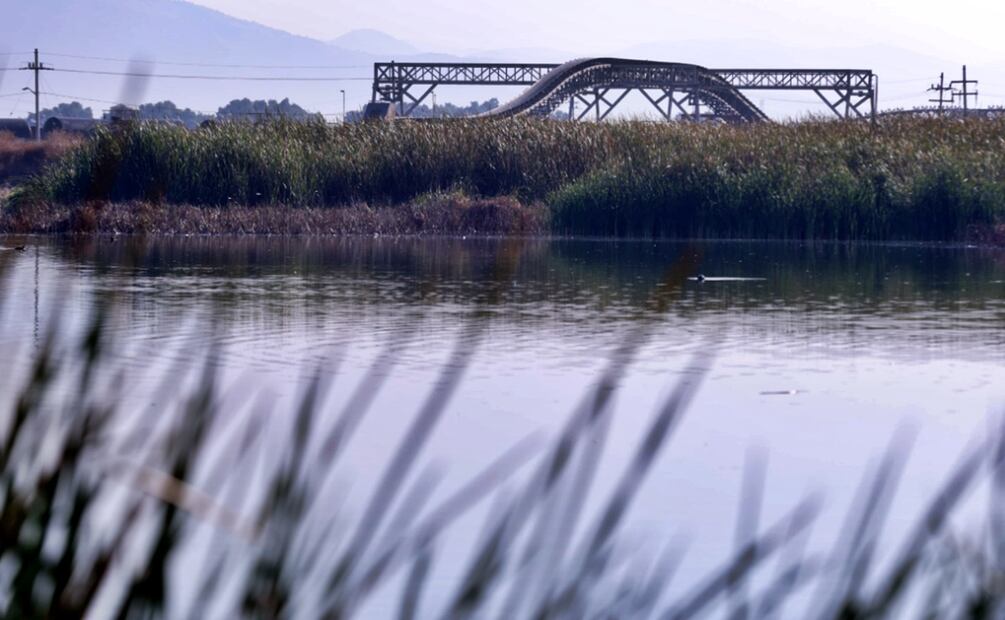 En el marco del Día Mundial de los humedales, la titular del Medio Ambiente, Alicia Bárcena, acudió al Parque Ecológico Texcoco en donde liberó peces en peligro de extinción. Foto: Carlos Mejía/EL UNIVERSAL
