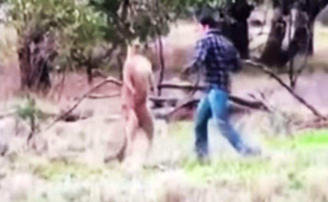 Hombre golpea a canguro por defender a su perro