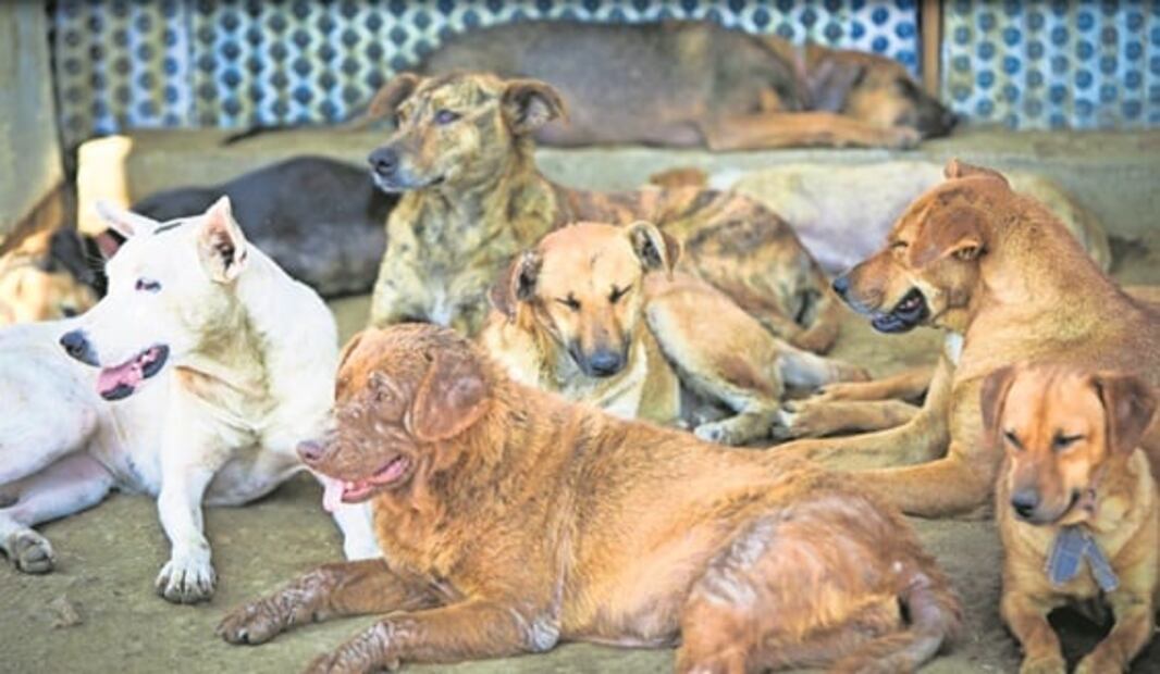 Un gato egipcio tatuado y un perro mutilado: huellas del narco en México