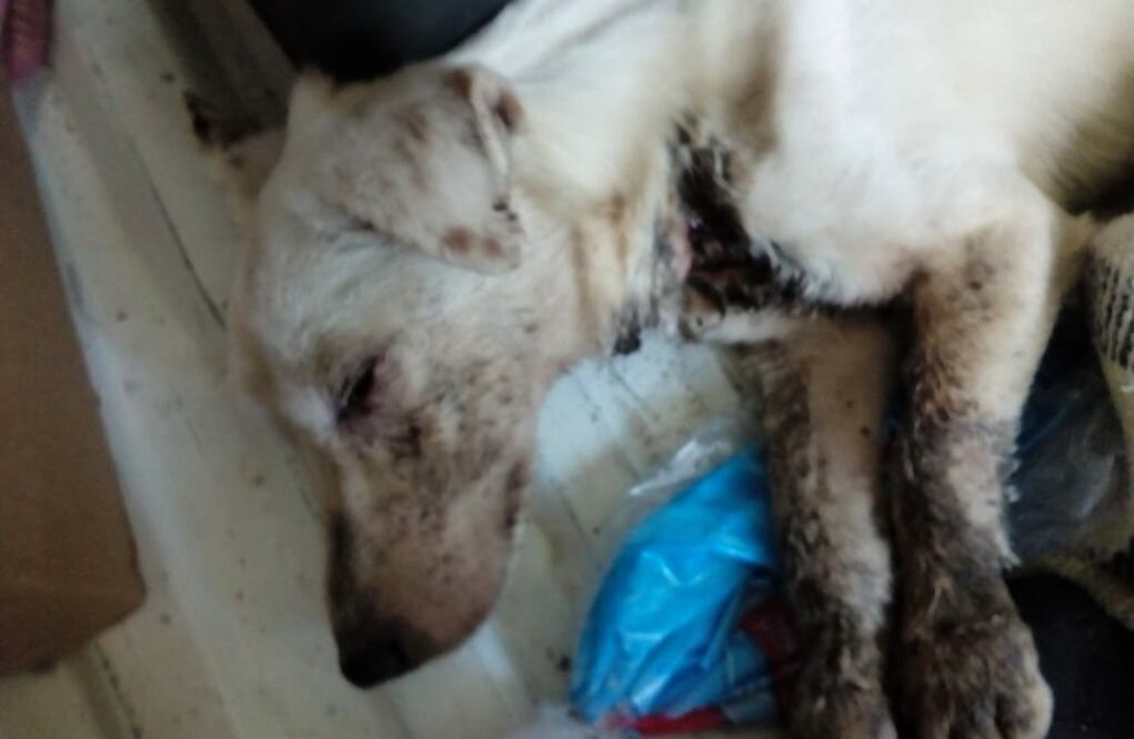 Foto: Facebook Susana Serrato