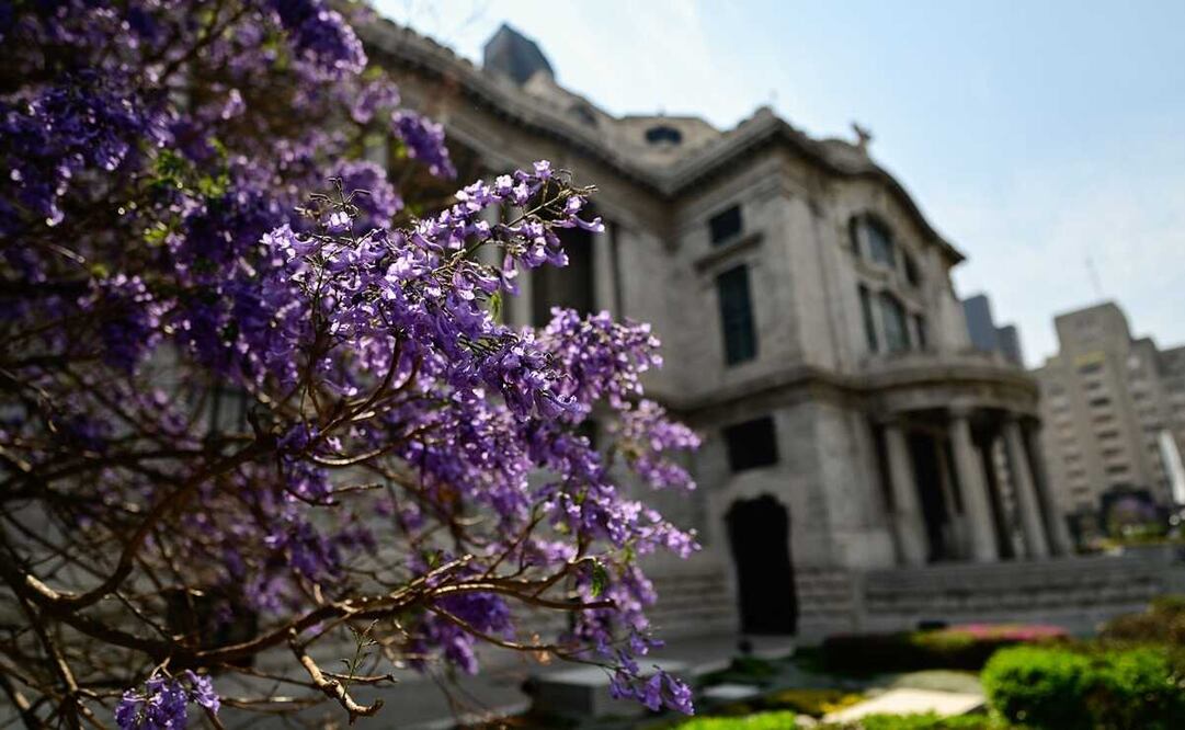 En los árboles de jacarandas jamás observarás a especies como colibríes, escarabajos o abejas. Foto: AFP