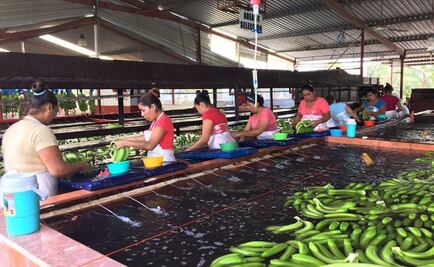 Edén frutal. Tabasco exporta 300 mil toneladas de plátano