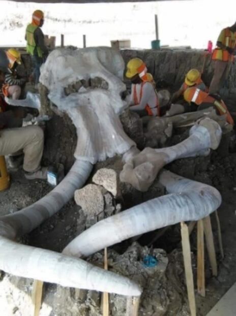 Mexican archeologists discover trove of mammoth remains in Santa Lucía