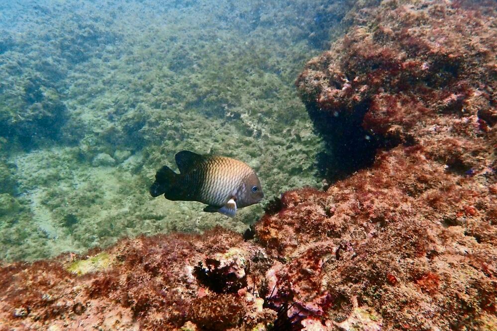 Los arrecifes están en peligro por el gasoducto: Greenpeace. Foto: Jeffrey Arguedas / EFE