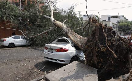 Caída de árboles y anuncios, así fueron los daños por los fuertes vientos en la CDMX