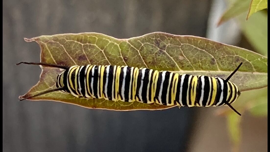 Después de que las monarca depositan sus huevecillos, aparece una oruga. (© O. Vidal/P. Cendón)