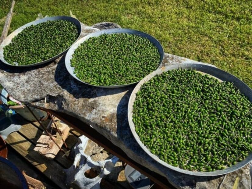 Chiltepín, el pequeño chile sonorense