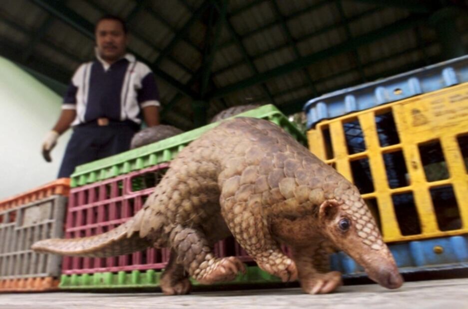La fauna salvaje es la única beneficiada por el coronavirus