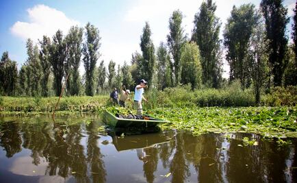 Las chinampas, legado prehispánico, agonizan en CDMX