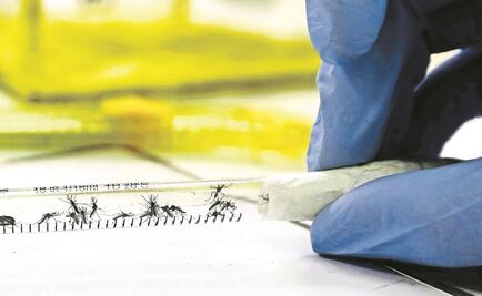 Inician prueba de vacuna contra el zika en humanos