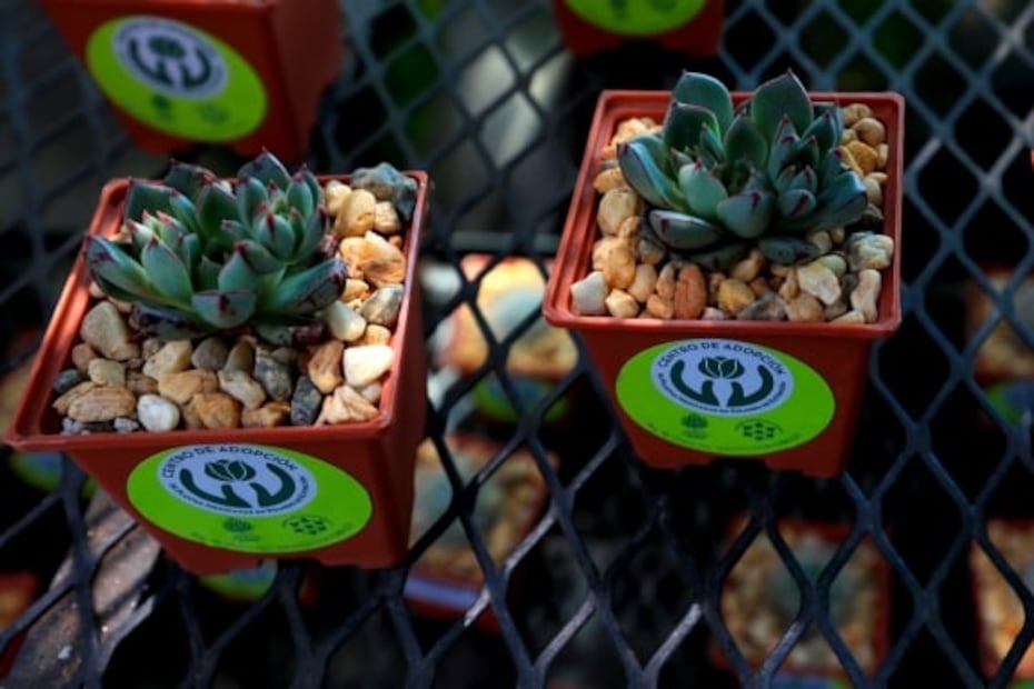 Cómo visitar el asombroso Jardín Botánico de la UNAM en la CDMX