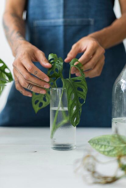 El fascinante mundo de las plantas de interior que crean raíces en agua. Fuente: Freepik.