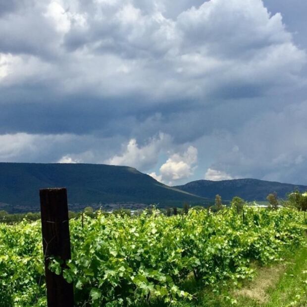 Visita Rancho Santa Marina: queso, vino y vida de campo en Querétaro