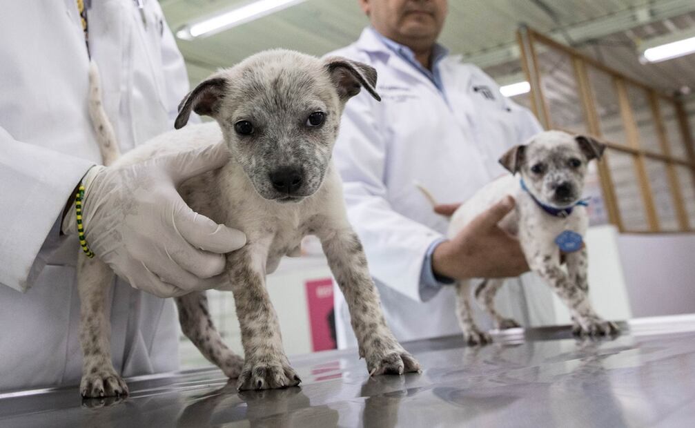 Adopta a uno de los perros del Centro de Transferencia Canina del Metro. Foto: El Universal