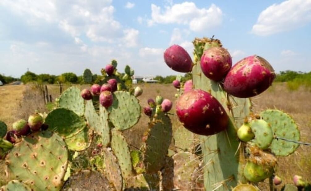 El mejor chef de México revela cómo cocer los nopales sin agua