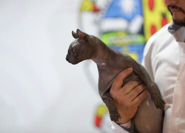 Encontró a su Karen: adoptan a gato egipcio rescatado en penal de Ciudad Juárez