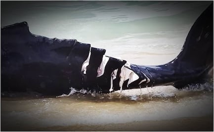 Embarcación se acerca de más y mata con propelas a cría de ballena en Cabo San Lucas