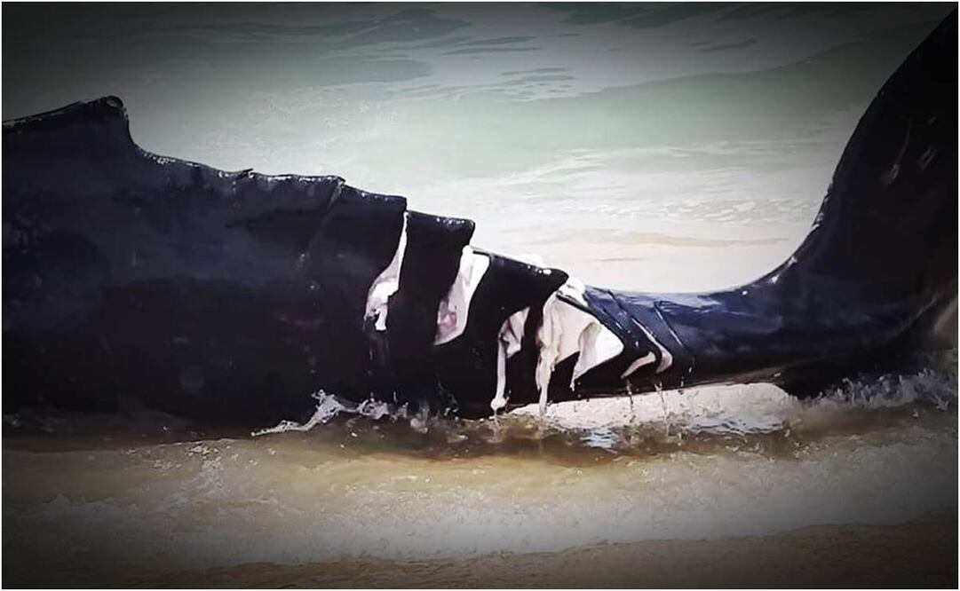 Mutilan a cría de ballena jorobada. Foto: Facebook Carlos Villalobos