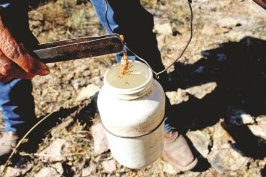 Alacraneros, el viejo oficio que mantiene a cientos de familias en Durango