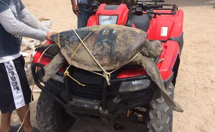 Rescatan una tortuga prieta en playas de Sinaloa