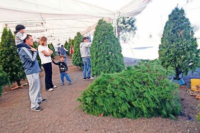 Por árboles de Navidad, 60% de incendios