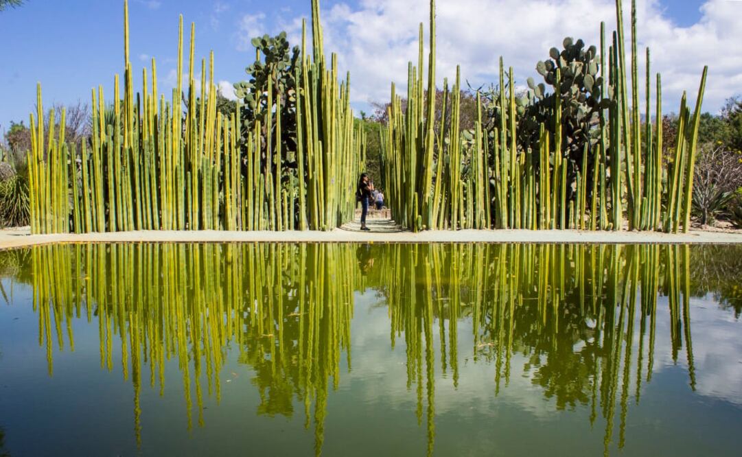 Jardín Etnobotánico de Oaxaca. En su diseño trabajó Francisco Toledo. (Foto: Archivo EL UNIVERSAL)