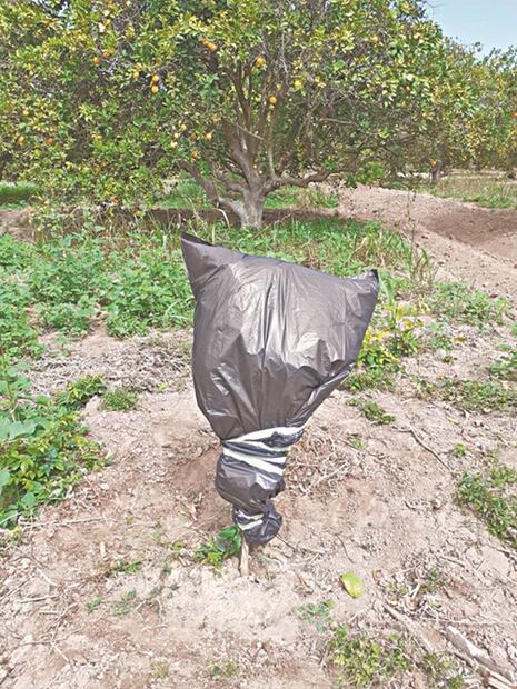 Protegen huertas a fuego lento