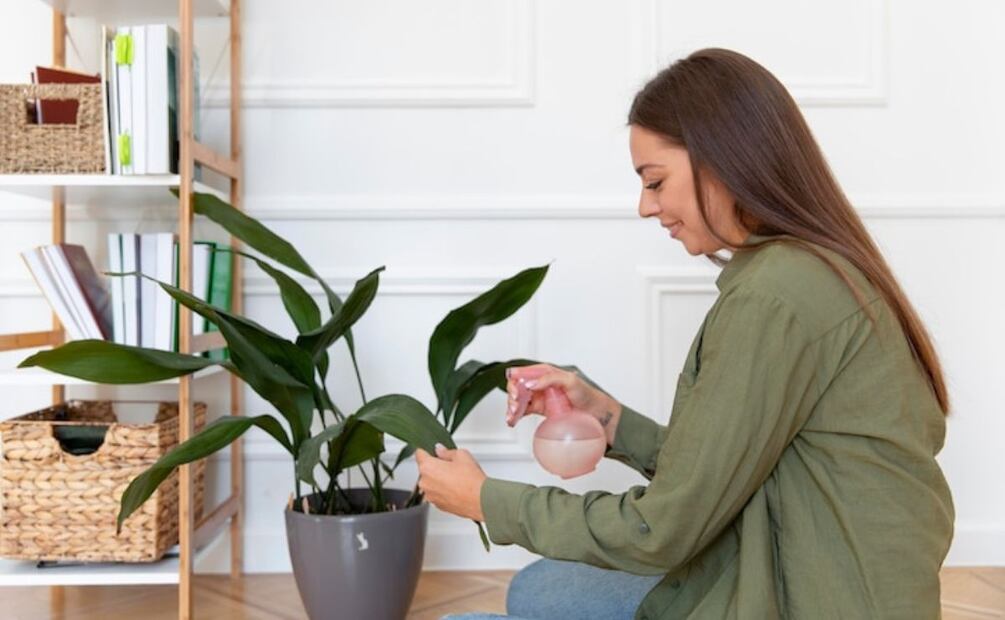 Plantas antimosquitos. Fuente: Freepik.