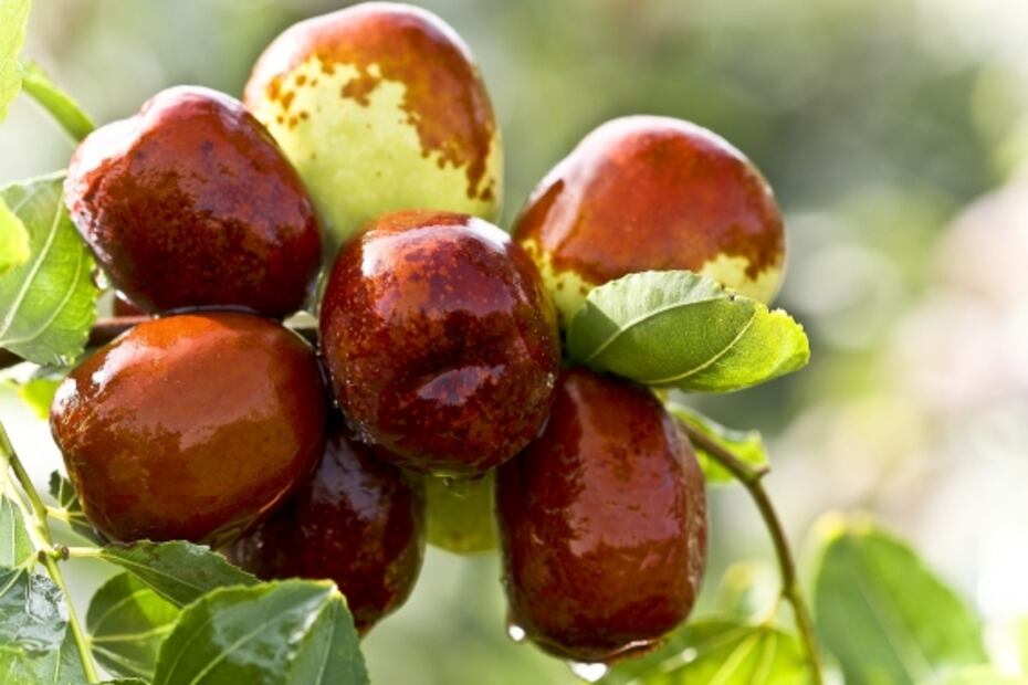 Endulzantes naturales para dejar el azúcar