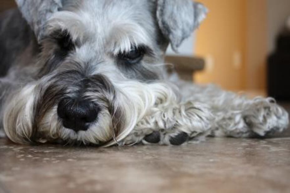 Entérate. Las 5 razas de perros más robadas en la CDMX