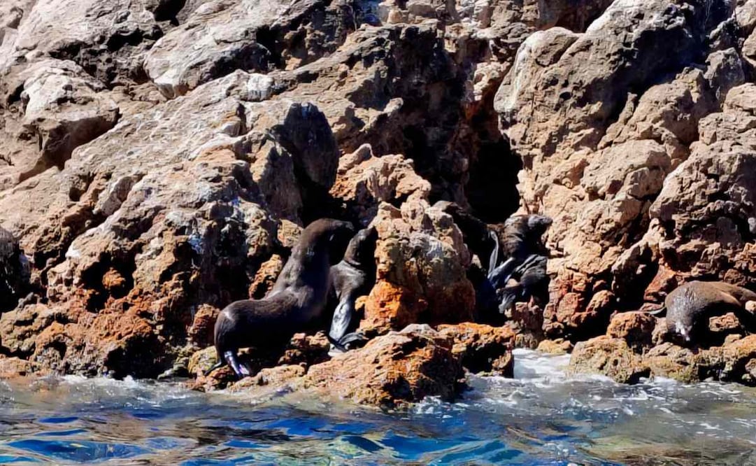 Liberan a lobo fino de Guadalupe, especie en peligro de extinción, en el Golfo California, BCS. Foto: Profepa