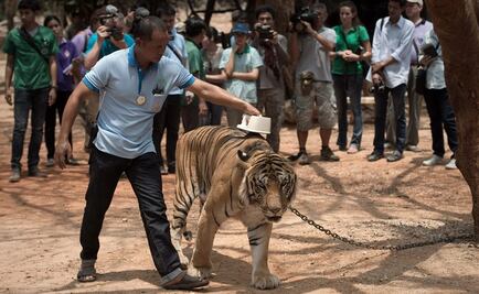Mueren 86 de los 147 tigres rescatados de un templo en Tailandia