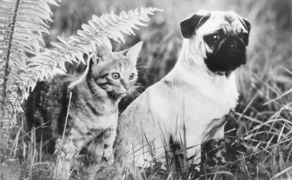 La cinta “Las aventuras de Milo y Otis” fue una película japonesa de 1986, sobre la travesía que enfrentan un gato y un perro. Se estima que se usaron 27 gatos para el papel protagónico, poniendo a varios en riesgo de muerte; a pesar de sus buenas críticas, colectivos animalistas denunciaron posible maltrato contra animales durante la producción. Foto: IMDb/ESPECIAL.