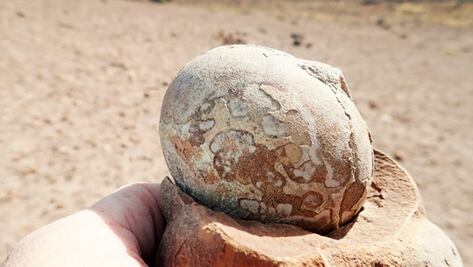 Descubren que el Mussaurus, especie primitiva de dinosaurio, se relacionaba socialmente