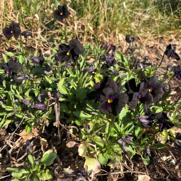Estas plantas son ideales para las amantes del color negro