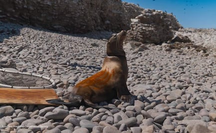 Liberan a 17 lobos marinos capturados en pesca ilegal; redes les provocan heridas graves