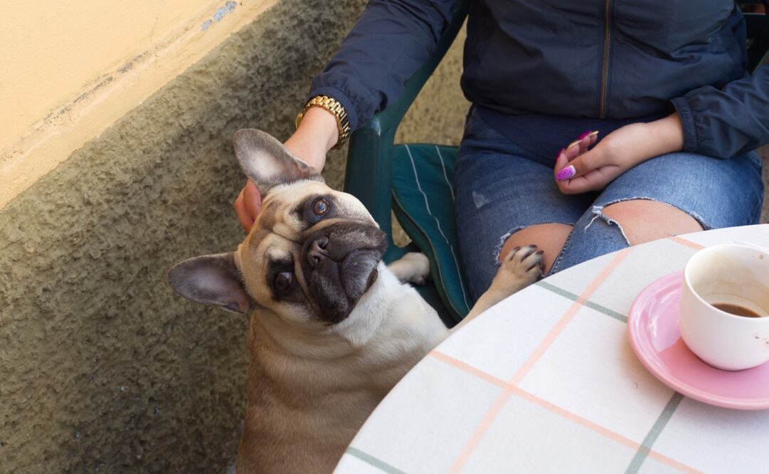 Los perros no pueden comer los mismo que los humanos, incluyendo los tamales. Imagen: Pexels