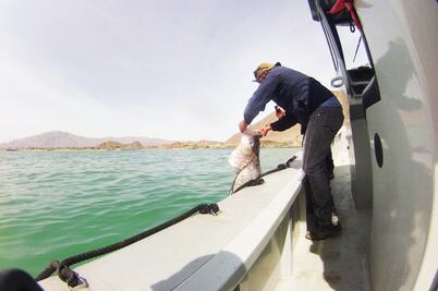 El capo chino del tráfico de totoaba