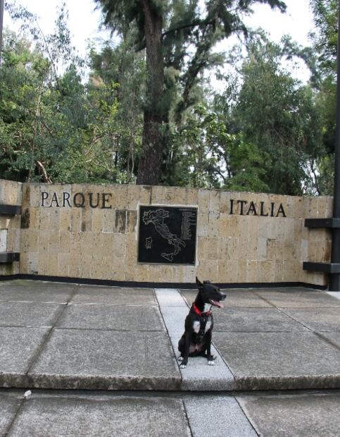 Guadalajara pet-friendly: hoteles y restaurantes para viajar con tu perro