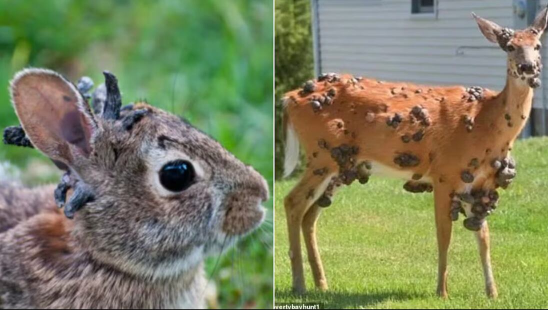 Animales silvestres en Estados Unidos infectados por un virus. Foto: LA NACIÓN - Costa Rica