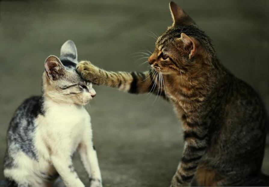 Estrategias para reducir las peleas entre gatos. Fuente: Freepik.