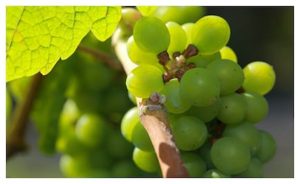 Versátiles y nutritivas; así son las uvas.