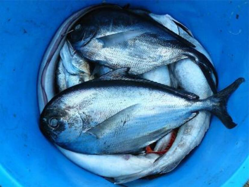 Alimentación adecuada para las neuronas