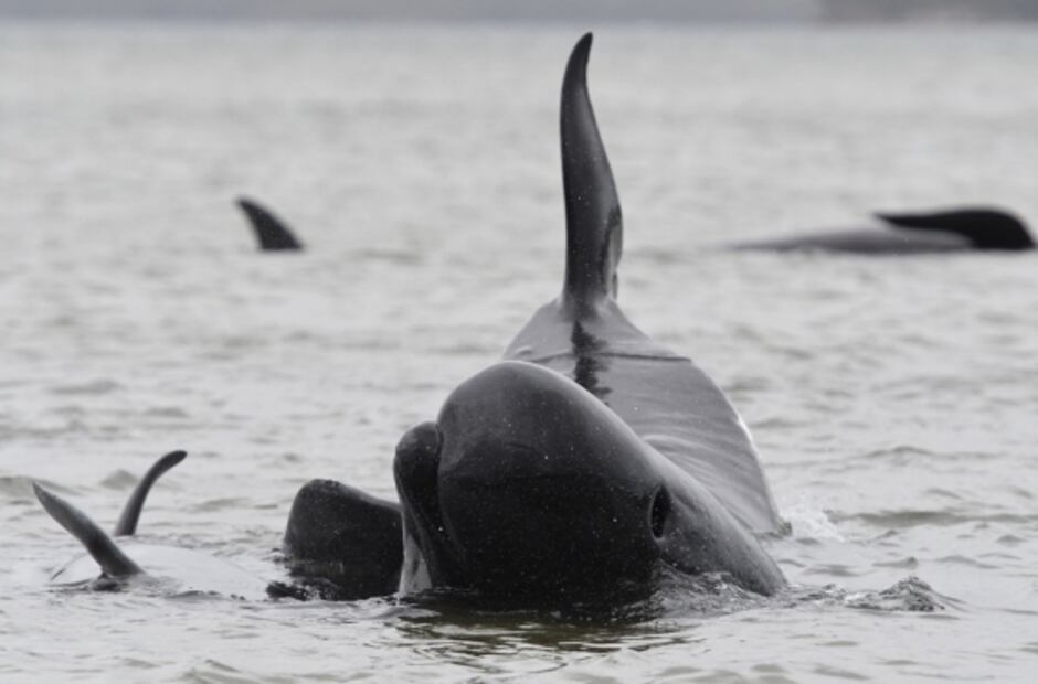 ¿Por qué quedan varados los cetáceos y cómo son rescatados?