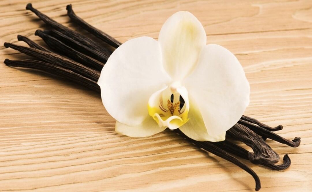 Rebeca Menchaca has spent 30 years trying to save vanilla - Photo: File Photo/EL UNIVERSAL