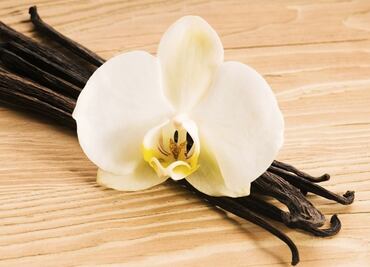The Mexican scientist fighting to save vanilla