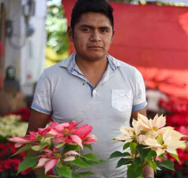 Cuetlaxóchitl, la flor que EU secuestró 