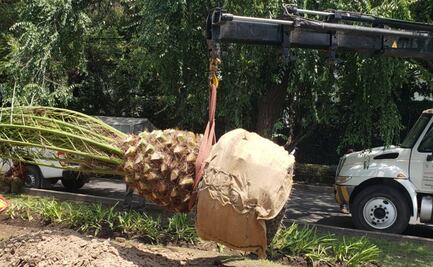Por posibles plagas reemplazan palmeras en avenida de las Palmas 