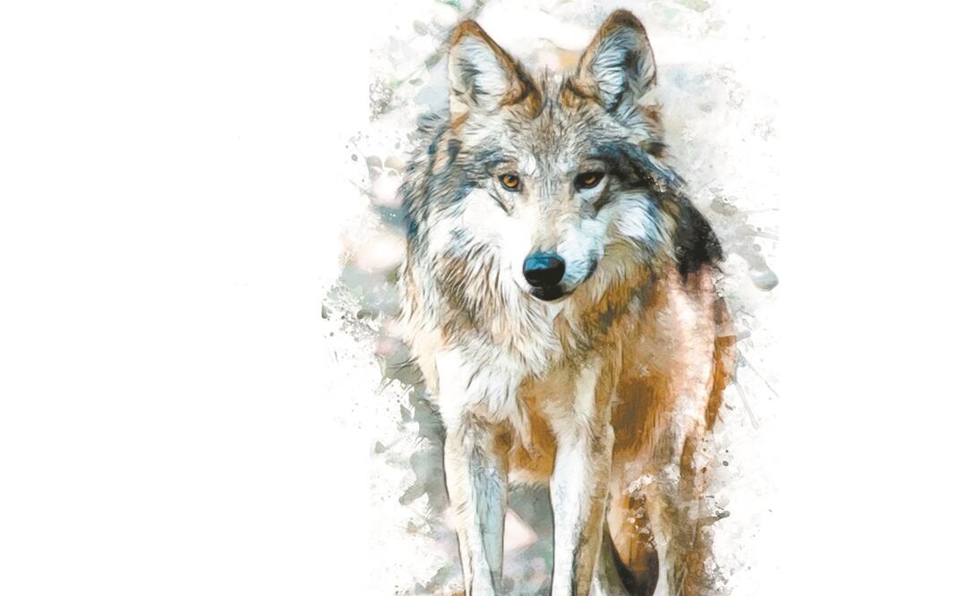 Ilustración: Elaboración propia